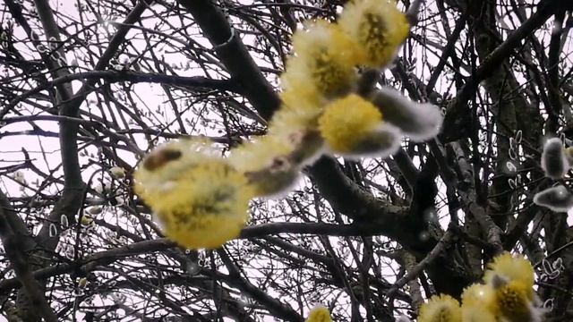 Вербное Воскресенье! Поздравляю Вас! смотреть онлайн