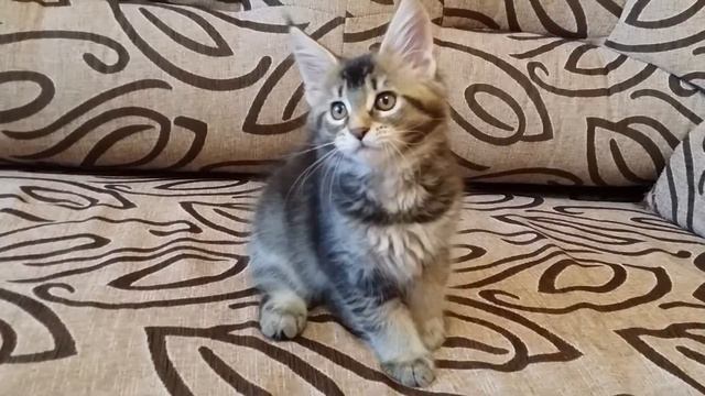 Питомник мейн кунов Avacoon, малышка Hanuma смотреть онлайн