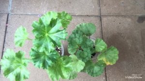 Секреты выращивания пеларгоний для новичков