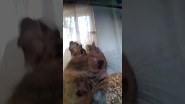 Чилийская белочка смотреть онлайн