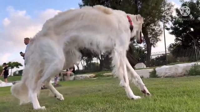 Russian Borzoi. We Are One Year Old. Русская псовая борзая, нам один год самые красивые собаки
