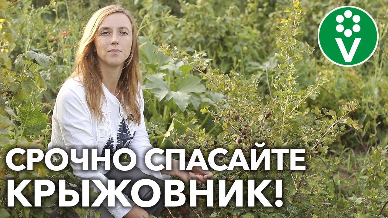 НЕ ПОТЕРЯЙТЕ ВЕСЬ УРОЖАЙ КРЫЖОВНИКА! Защитите кустарник от солнца и болезней! смотреть онлайн