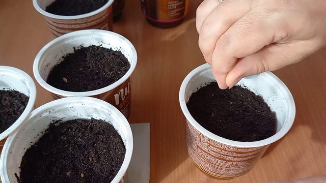 Посеяла 🌺ПЕТУНИЮ🌺 Какой лук буду сажать в этом году??!! смотреть онлайн