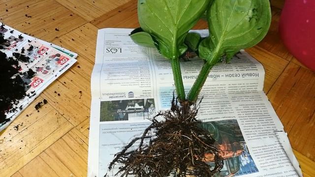 Medinilla magnifica дефектное растение. смотреть онлайн