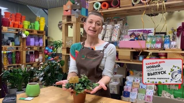 Пеперомии. Особенности ухода и виды. Пеперомия Рокка Скуро - знакомьтесь. Неприхотлива и прекрасна. смотреть онлайн