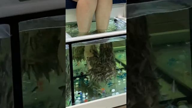 #Shorts Garra rufa Фиш- терапия / рыбки которые чистят кожу ног / Чёрное море / Сочи смотреть онлайн