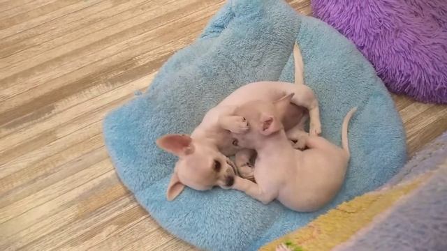 приучение щенка чихуахуа к пеленочке и выгулу,туалет щенка СИМФЕРОПОЛЬ Кастропуло продам щенков смотреть онлайн
