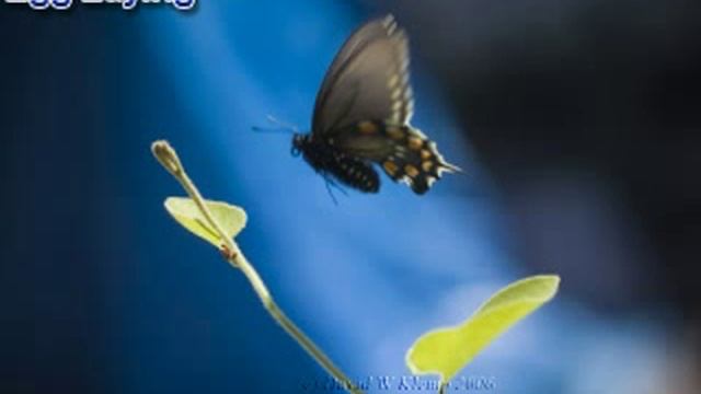 Symbiosis: The Pipevine Swallowtail And The Dutchmans Pipevine