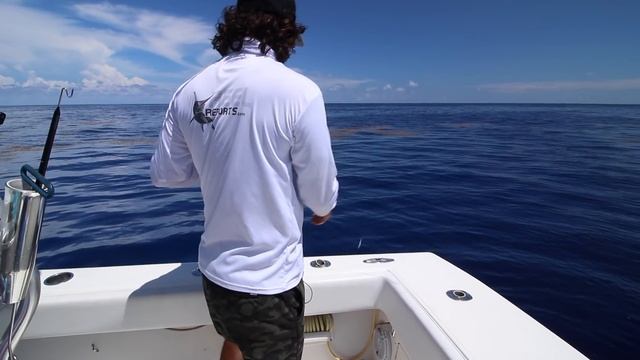 How To Find Dolphin, Mahi, Dorado on Weedlines - ReelReports смотреть онлайн