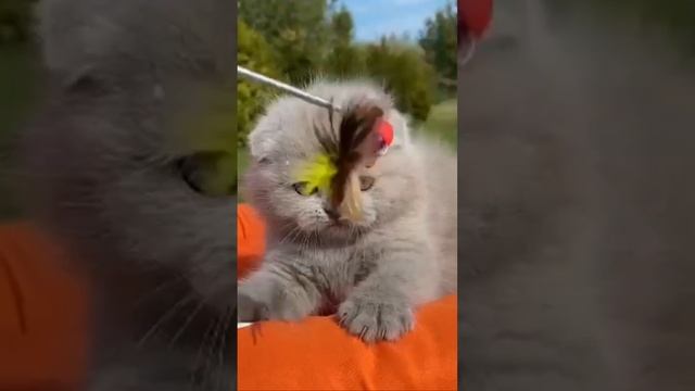 Scottish fold/шотландский вислоухий лиловый котёнок смотреть онлайн