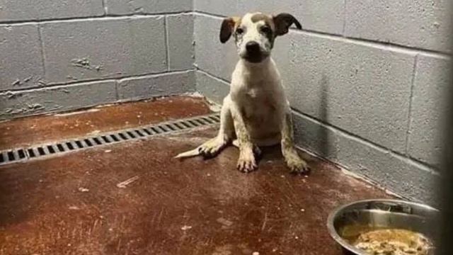 Его нашли когда он лежал в коробке и не двигался смотреть онлайн