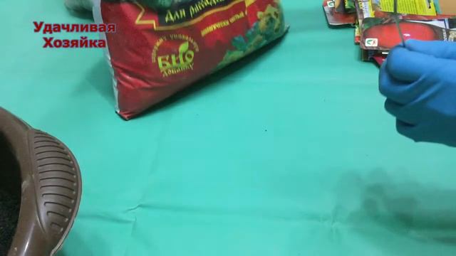 Обалдеть!!!Так поздно помидоры я ещё не высевала!!! 2019год смотреть онлайн