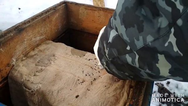 Установка полосок от клеща Варроа