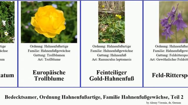 Bedecktsamer, Ordnung Hahnenfußartige, Familie Hahnenfußgewächse, Teil 2 delphinium clematis смотреть онлайн