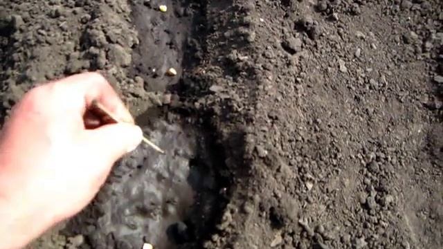 ВОКРУГ ЛУНОК С ДЫНЯМИ САДИМ САХАРНУЮ КУКУРУЗУ смотреть онлайн