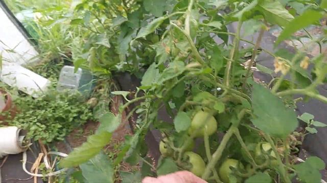 Мой мини огородик, 3 августа, смешанные посадки, огурцы и томаты в одной теплице смотреть онлайн