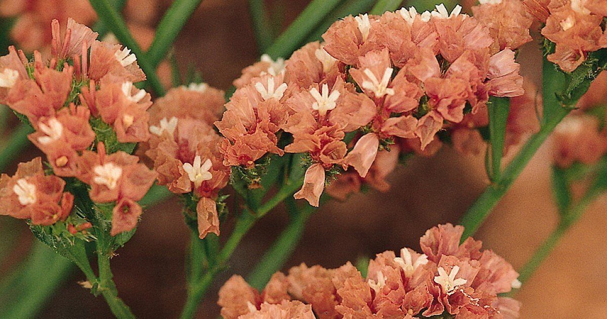 СЕМЕНА ВЕЛИКОЛЕПНЫХ ЦВЕТОВ ИЗ АШАНА И ОБИ! ЛИМОНИУМ, КОСМЕЯ, ГОДЕЦИЯ, БЕГОНИЯ ! смотреть онлайн