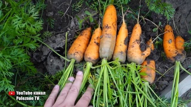 МОРКОВЬ НА ТУАЛЕТНОЙ БУМАГЕ УДИВИЛА СВОЕЙ УРОЖАЙНОСТЬЮ ПОПРОБУЙТЕ И ВЫ ТАК смотреть онлайн