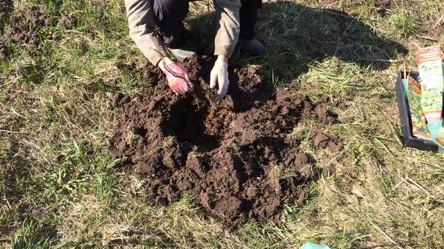 Жимолость Нижегородская ранняя. Посадка 2016 смотреть онлайн