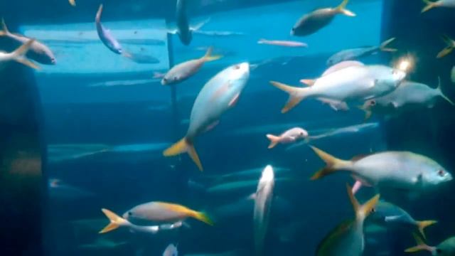 Рыбы-цезио в океанариуме Питера. смотреть онлайн