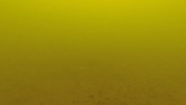 Pesca sub, Tainha ( Curimã ). SPEARFISHING BRAZIL смотреть онлайн