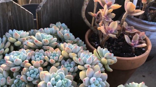 Acompáñenme a un recorrido a mi jardín y platicamos de cómo riego смотреть онлайн