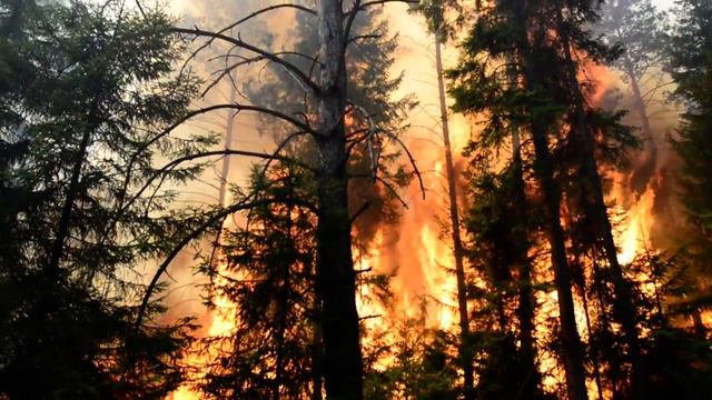 Горит лес на Бутовом 16 августа 2016 г. Ревда-инфо.тв смотреть онлайн