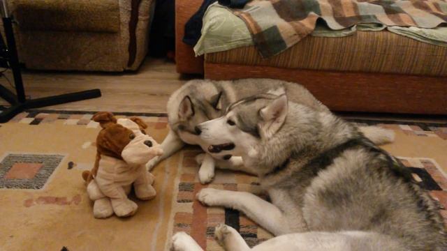 Хаски поют дуэтом..)