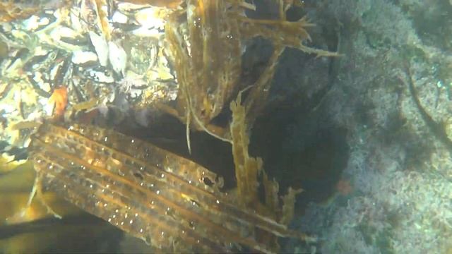 Морское дно с мидиями смотреть онлайн