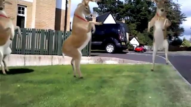 Dancing Reindeer смотреть онлайн