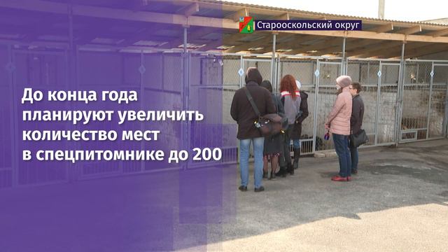 Андрей Чесноков сообщил о работе с безнадзорными животными в Старом Осколе смотреть онлайн