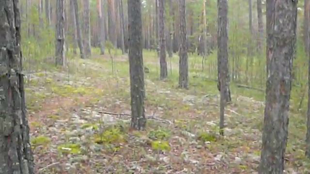 Ориентирование в тайге с учетом рельефа местности смотреть онлайн