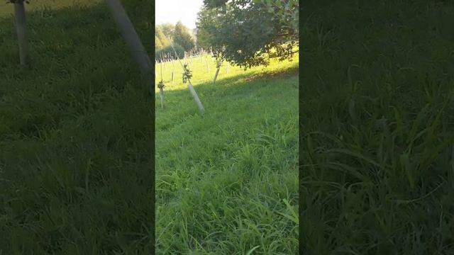 Puppy Jack Russell Terrier Broken, play whith ball смотреть онлайн