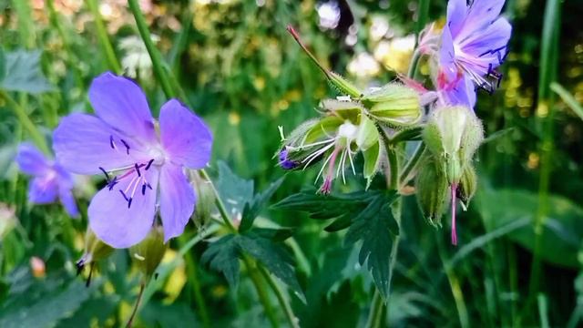 ВЕЧЕРНЯЯ ПРОГУЛКА🌺ВОЛШЕБНАЯ МУЗЫКА Сергей Чекалин~ МУЗЫКА ДЛЯ ДУШИ 🎼🎹🎶🎶🎶 смотреть онлайн