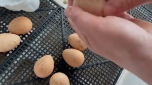 Закладываем яйца цесарок на инкубацию
