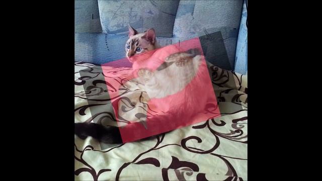 Бенгальская кошка