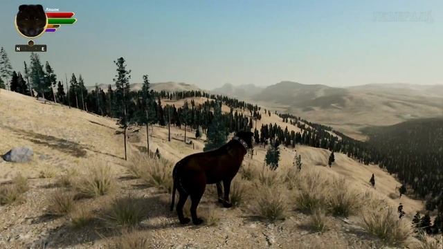 Основы селекции волков! Количество звёзд! WolfQuest: Anniversary Edition смотреть онлайн