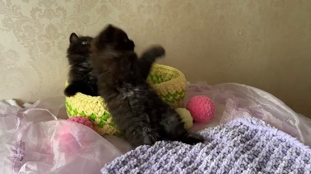 Британские котята в возрасте 2,5 месяца смотреть онлайн