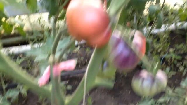 Сорт томата Аметистовая Драгоценность . Помидоры для гурманов. смотреть онлайн