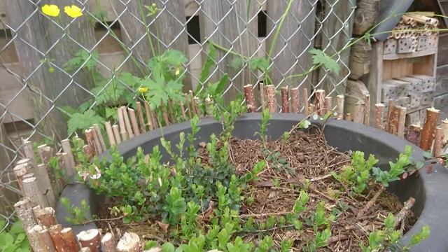 выращивание брусники в горшках, брусника из леса и сортовая смотреть онлайн