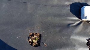 Бордоская смесь. Обработка клубники.