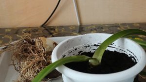 Пересадка и деление амариллиса!!!