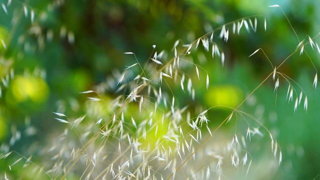 Plant natural video смотреть онлайн