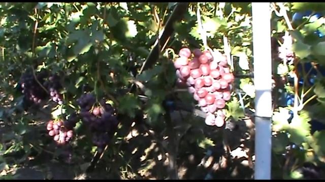 Виноград Слобожанский селекции А.Китайченко. www.vinograd-kriulya.com смотреть онлайн