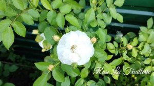 Rose  La Feuillerie