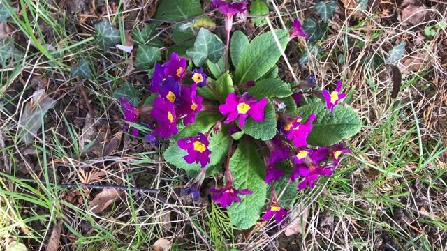 Primevère des jardins 'Primula acaulis' 'Primula vulgaris' Le bouquet multicolore. смотреть онлайн