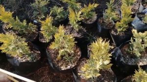 Сделайте это ранней весной со своими хвойными. Защита хвойных от ожогов в феврале-марте