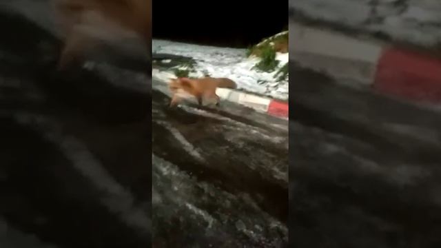 Лиса и Нижегородские водители смотреть онлайн