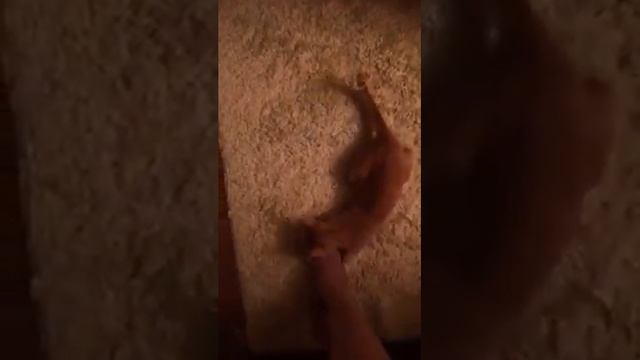 How to socialize kitty love kitty play with kitty funny kit смотреть онлайн