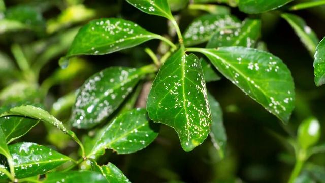 Pilea peperomioides (Chinese Money Plant) Care with Eileen | Indoor House Plants | The Home Depot смотреть онлайн